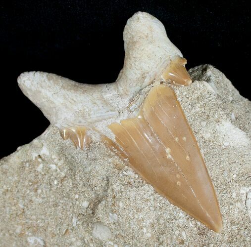 Otodus Shark Tooth Fossil In Matrix #6391